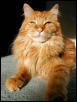 PURRince Pride