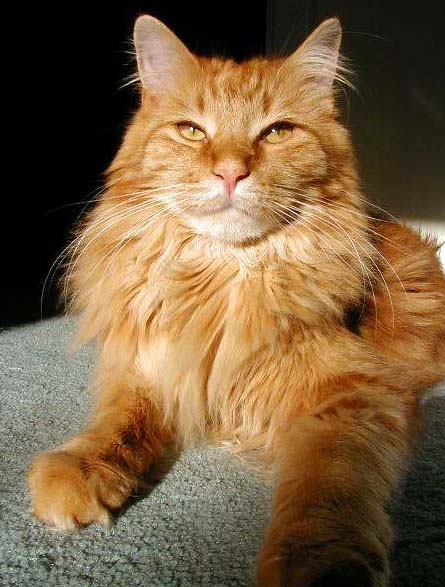 PURRince Pride