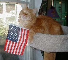 Happy 4th of July PetHobbyist