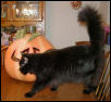 Puffy and the Pumpkin