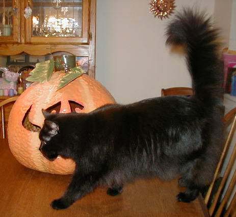 Puffy and the Pumpkin