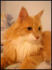Furbert Leo Cappuccino