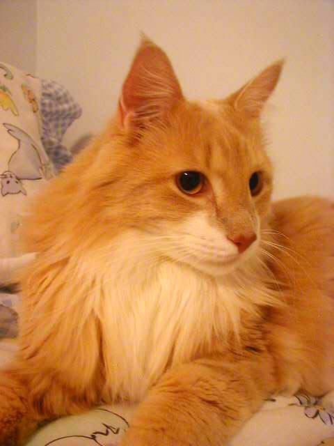 Furbert Leo Cappuccino