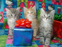 All I Want FUR Xmas