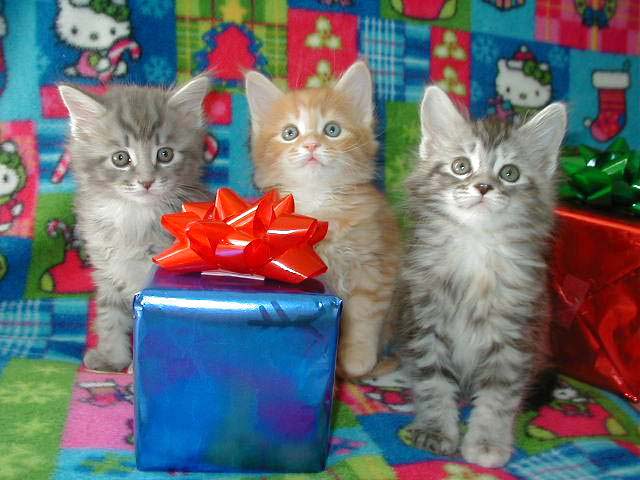 All I Want FUR Xmas