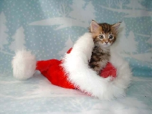 Watch me pull a kitten..