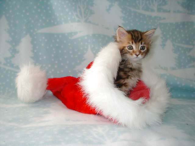Watch me pull a kitten..