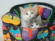 The Stowaways!