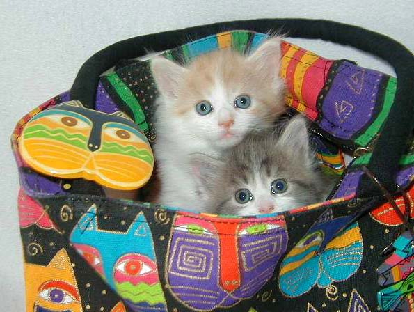 The Stowaways!