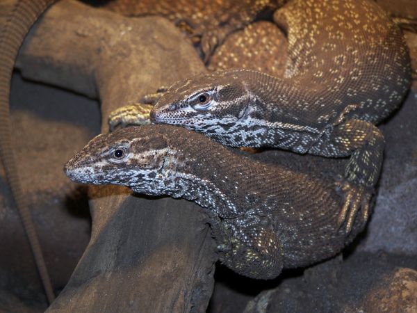 pair