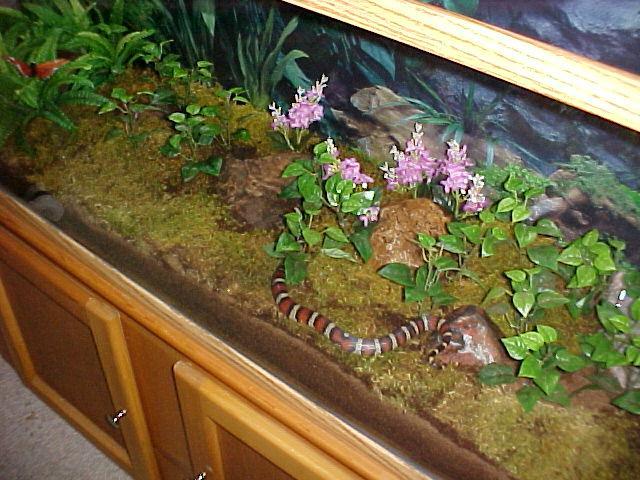 Pueblan Milk Snake