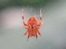 Unknown spider, please identify