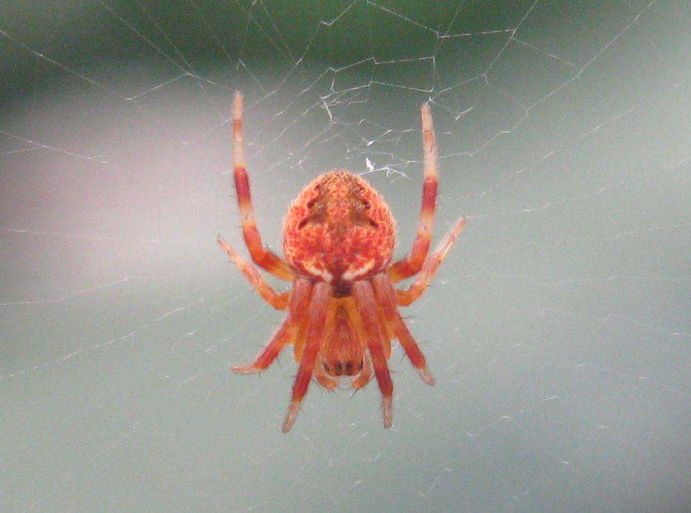 Unknown spider, please identify