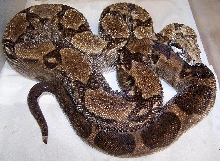 ghost male