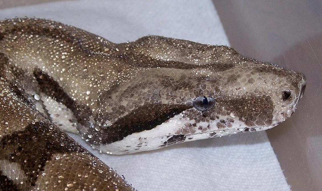 ghost male