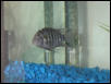 male convict cichlid