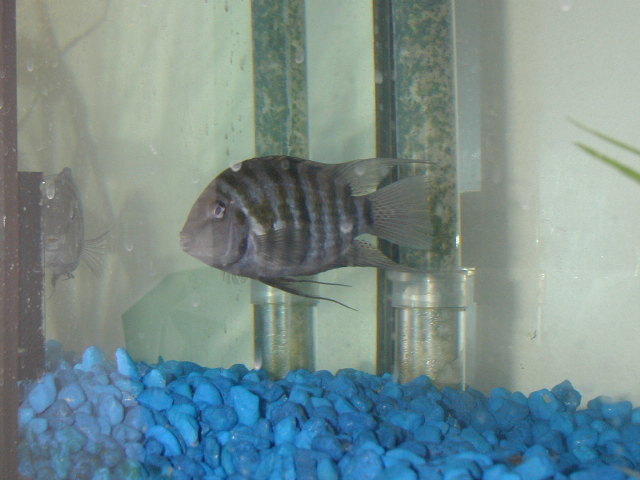 male convict cichlid