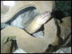 Snowflake Morray Eel