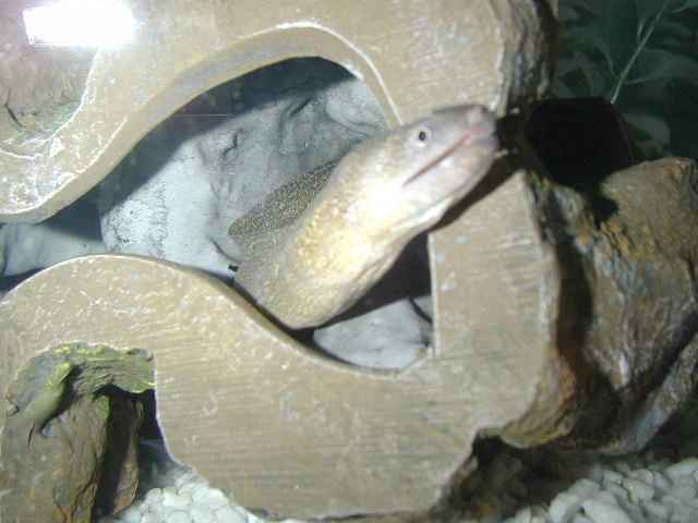 Snowflake Morray Eel
