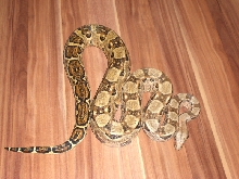 Cancun female