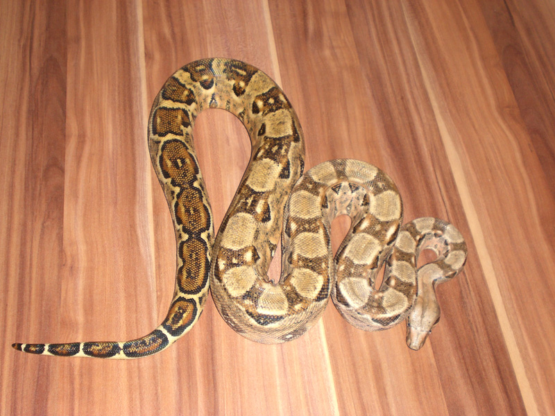 Cancun female
