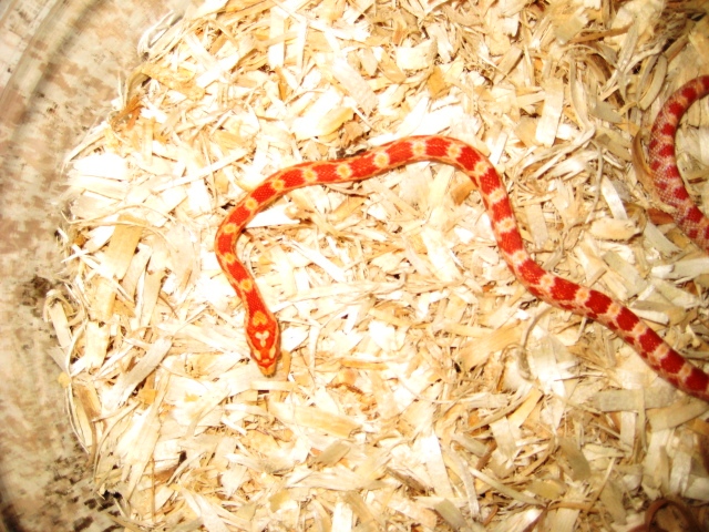 Baby corn