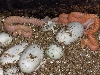 Just hatching