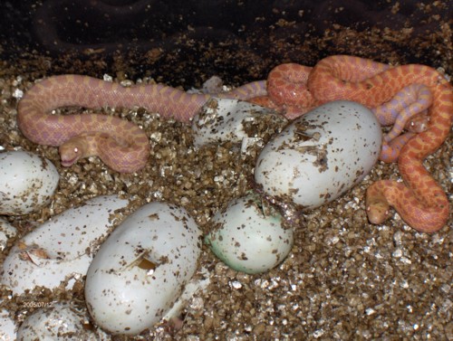 Just hatching