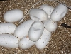Pituophis eggs beginning to hatch