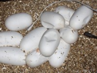 Pituophis eggs beginning to hatch