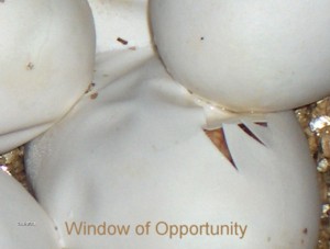 window of opportunity