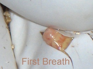 First breath