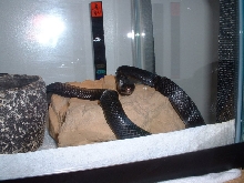 7 month Eastern