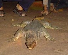 Lizard from Thailand