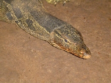 Lizard from Thailand 2
