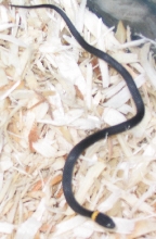Unknown Snake