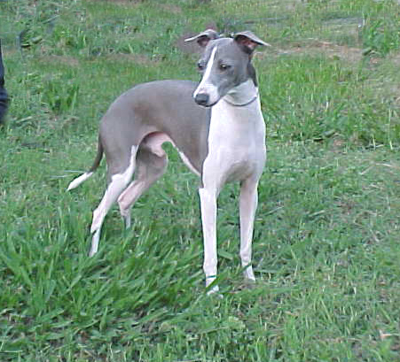 Alex