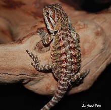 Red Italian Leatherback