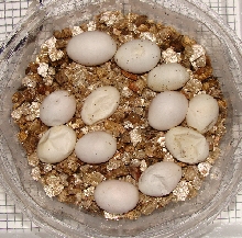 eggs (1) 061910