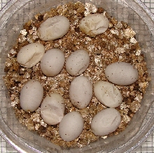 eggs (2) 061910