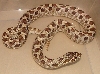 lazik het hypo female