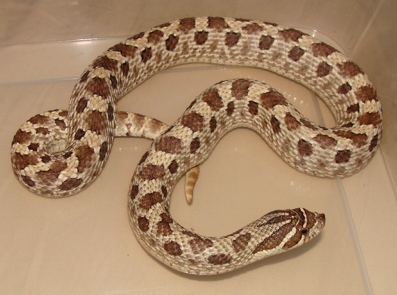 lazik het hypo female