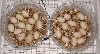 25 count het hypo clutch