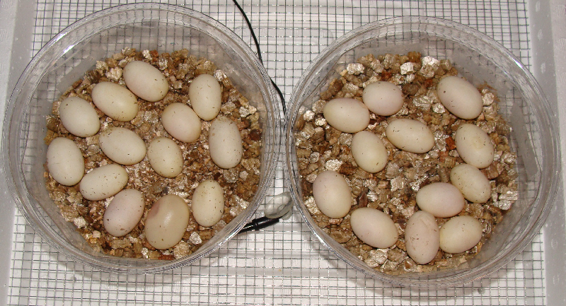 25 count het hypo clutch