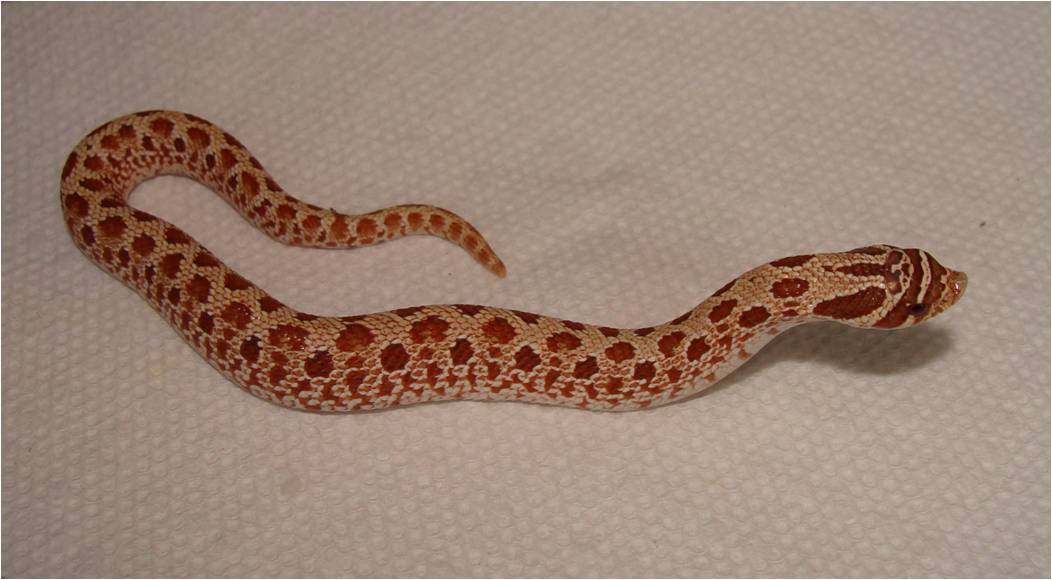 ks072610(3).jpg