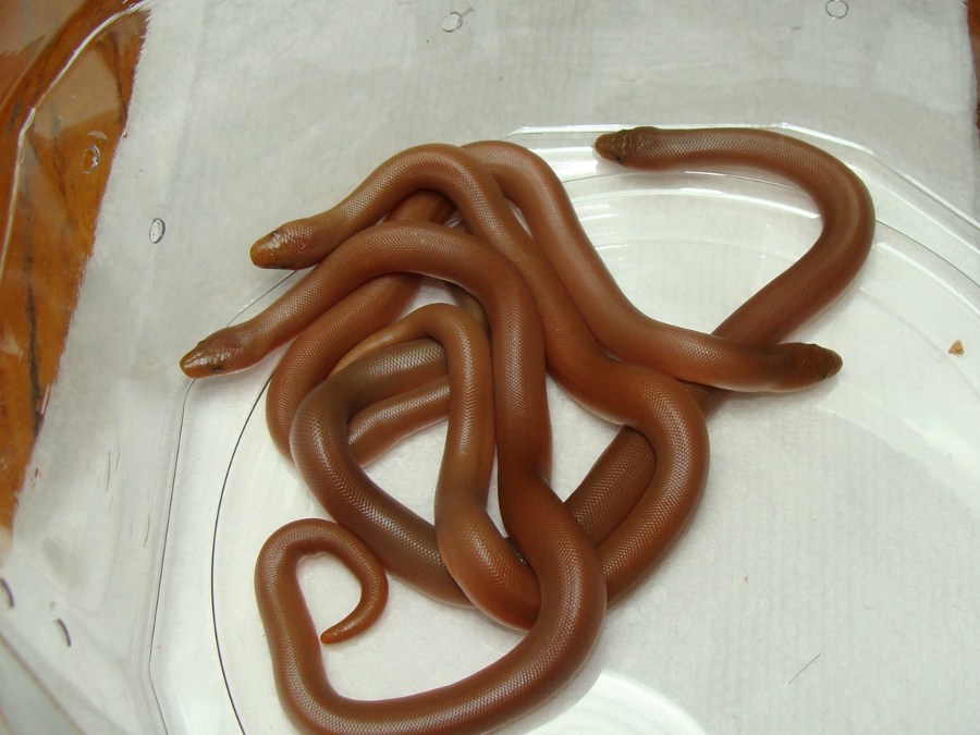 rubber boa 09 clutch