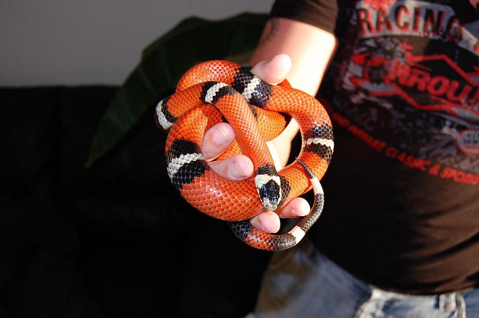 04 L. t. sinaloae female 07