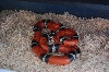 05 L. t. sinaloae female 07