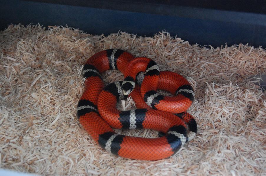 05 L. t. sinaloae female 07