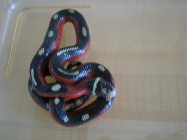 02 Sinaloae "splotched" female